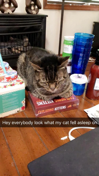 Katze schläft auf der Spielbox von &quot;Exploding Kittens&quot;, mit der Bildunterschrift: &quot;Hey Leute, guckt mal, worauf meine Katze eingeschlafen ist&quot;