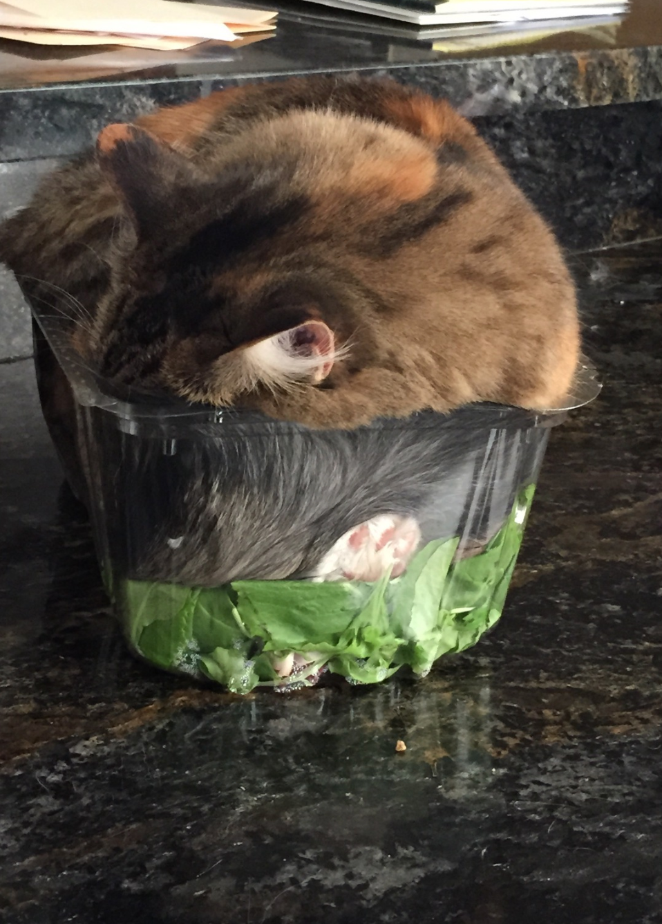 Katze schläft in Plastikbehälter mit Salatblättern